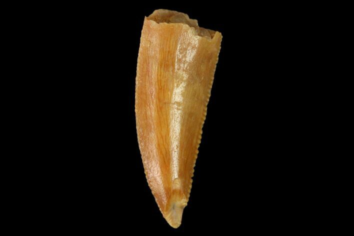 Serrated, Raptor Tooth - Real Dinosaur Tooth #158972